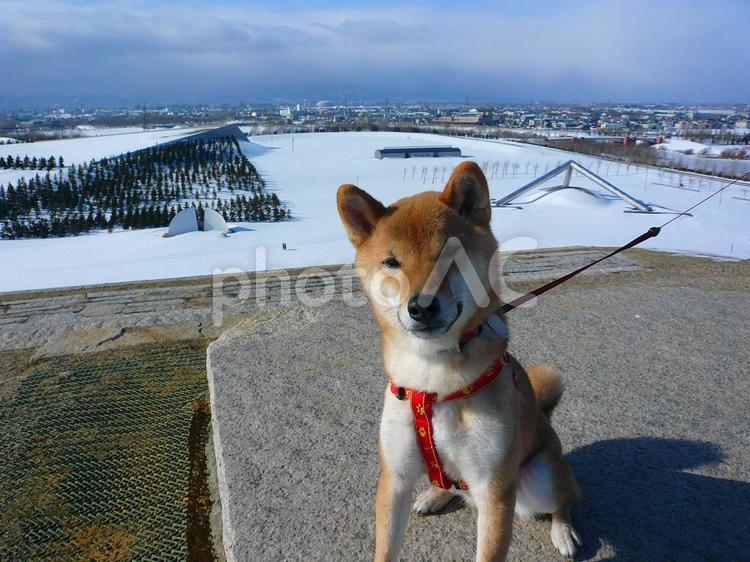 柴犬と丘 犬,家族,ペットの写真素材