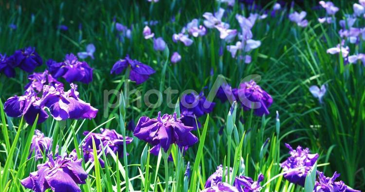 美しき菖蒲 菖蒲,花,大阪の写真素材