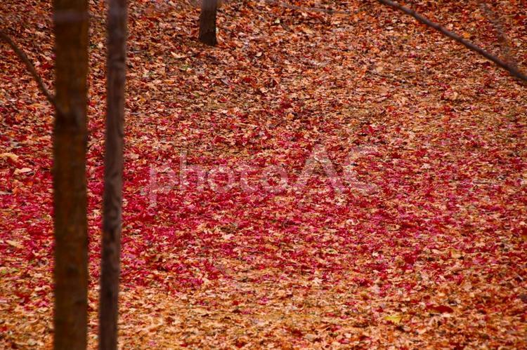 落ち葉のじゅうたん 落ち葉,秋,紅葉の写真素材
