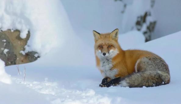 冬の雪の中のエゾキツネ 北海道 冬の雪の中のエゾキツネ 北海道の写真