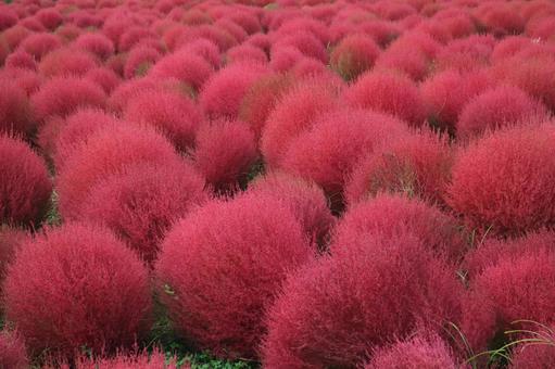 鮮やかな赤いコキアの風景 鮮やかな赤いコキアの風景の写真