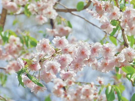 桜のアップ-4 桜のアップ-4の写真