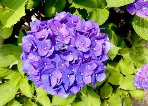 紫陽花 紫陽花の写真