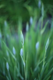 菖蒲の蕾(英名 iris) 菖蒲の蕾(英名 iris)の写真
