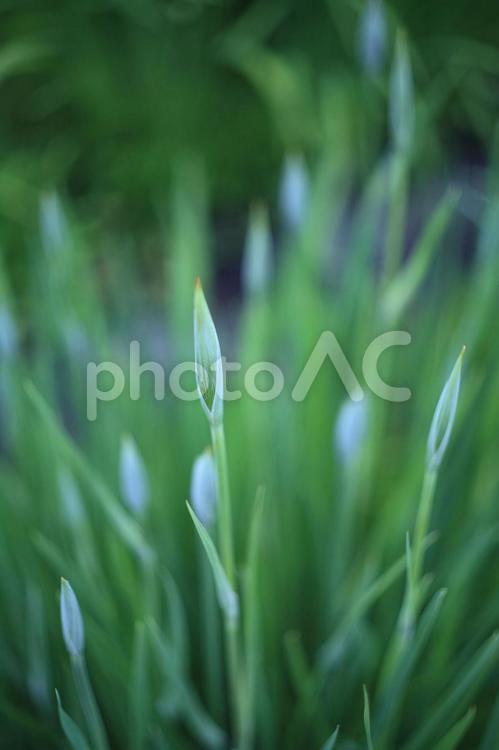 菖蒲の蕾（英名　iris） iris,菖蒲,蕾の写真素材