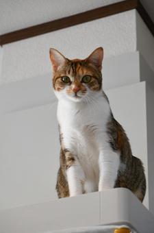 Photo, miquet, high, to look down, 