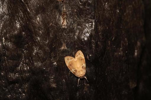 ウスバフタホシコケガと繭の抜け殻 ウスバフタホシコケガと繭の抜け殻の写真