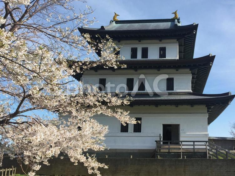 北海道　松前城の桜 松前城,桜,ソメイヨシノの写真素材