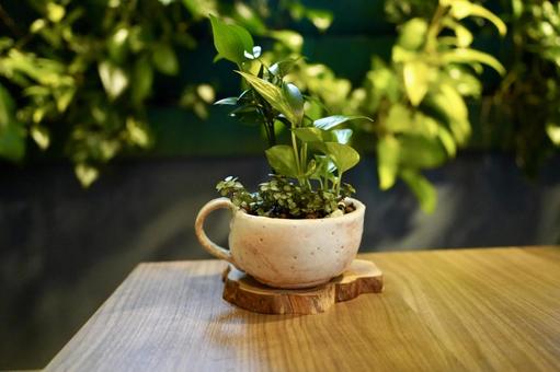 観葉植物 寄せ植え 陶芸 観葉植物 寄せ植え 陶芸 木,昼,テーブルの写真素材