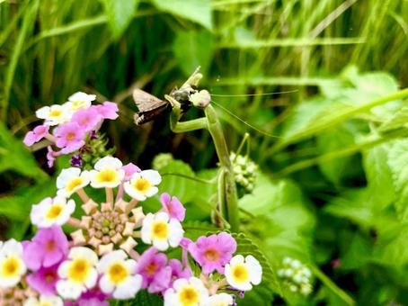 蛾を食べるカマキリ 蛾を食べるカマキリ カマキリ,花,自然の写真素材