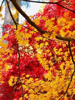紅葉　長野県　清水寺 紅葉,長野県,清水寺の写真素材