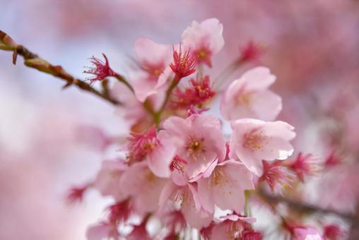 桜 桜の写真