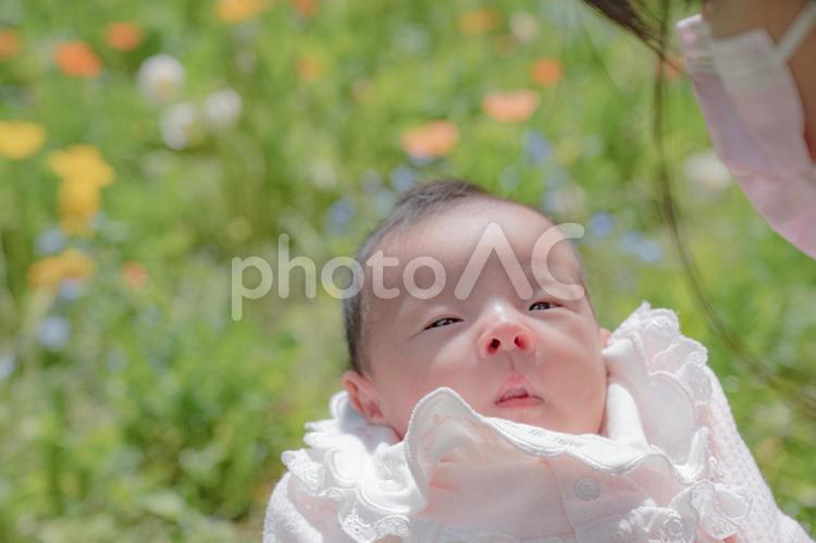 花畑と赤ちゃん(その１) 花畑,赤ちゃん,花の写真素材