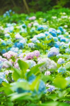 アジサイ 紫陽花 あじさい アジサイ 紫陽花 あじさいの写真