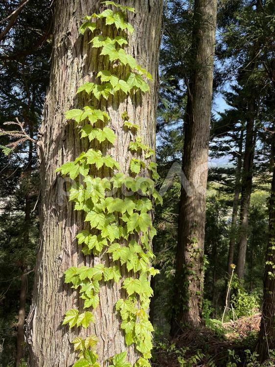 新緑のツタと大木 新緑,ツタ,木の写真素材