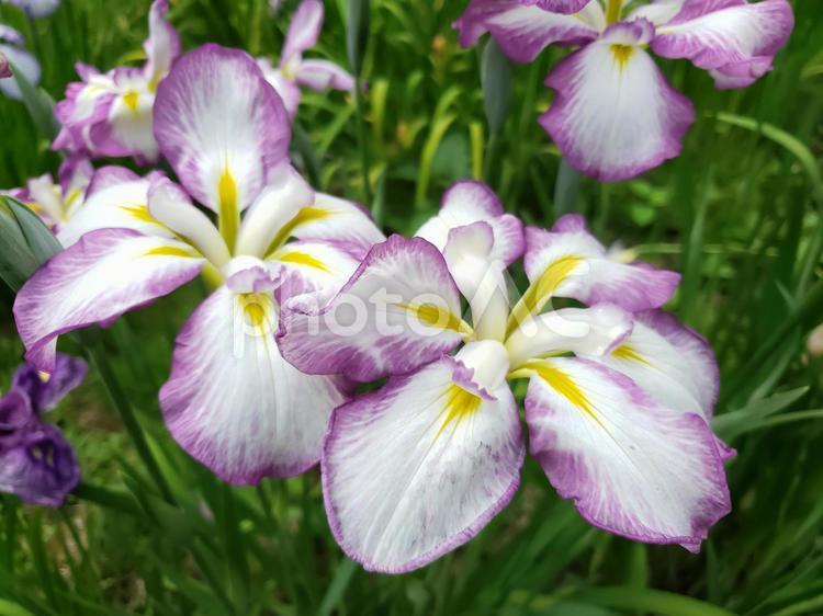 花菖蒲 花菖蒲,はなしょうぶ,花の写真素材