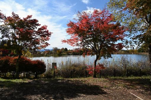 長野県の蓼科湖畔の紅葉と青空と雲の風景 長野県,蓼科湖,紅葉の写真素材