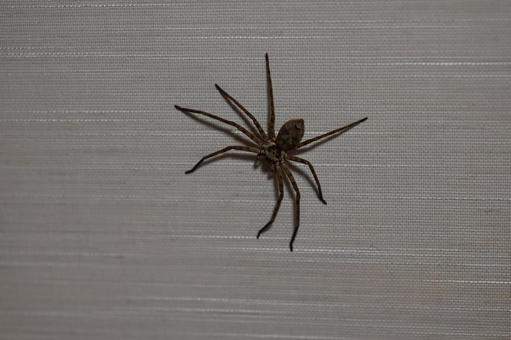 Photo, ashida cub, insect, spider, 