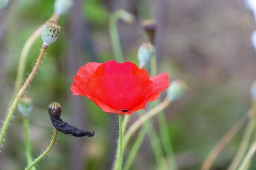 Vividly blooming red poppy flowers, JPG Vividly blooming red poppy flowers, JPG