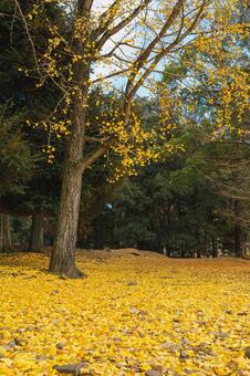 銀杏の落ち葉（12月上旬撮影奈良市） イチョウ,銀杏,落ち葉の写真素材