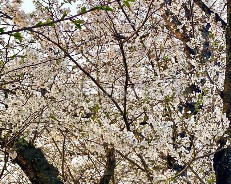 咲き誇る桜 桜並木,桜,薄ピンク色の写真素材