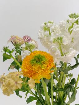 ラナンキュラスとストックの花 花,ラナンキュラス,ストックの写真素材
