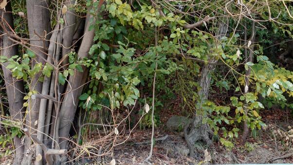 ハイキング道の景色 風景,景色,背景の写真素材