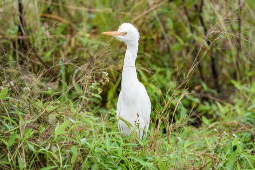 アマサギ アマサギの写真