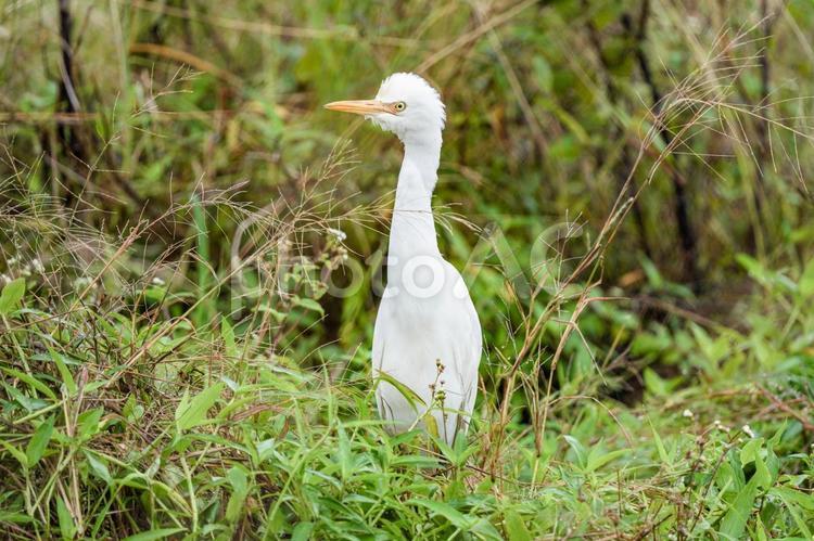 アマサギ サギ,全長50cm,日本では夏鳥の写真素材