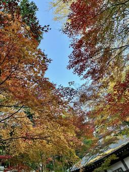 紅葉のトンネルと青空 紅葉のトンネルと青空の写真