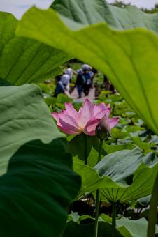 古代蓮の里2025年 蓮,ハス,花の写真素材