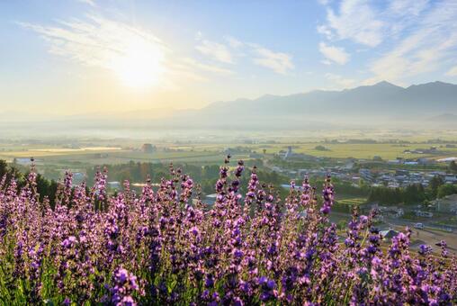 ラベンダー畑と中富良野町 ラベンダー,ラベンダー畑,夏の写真素材