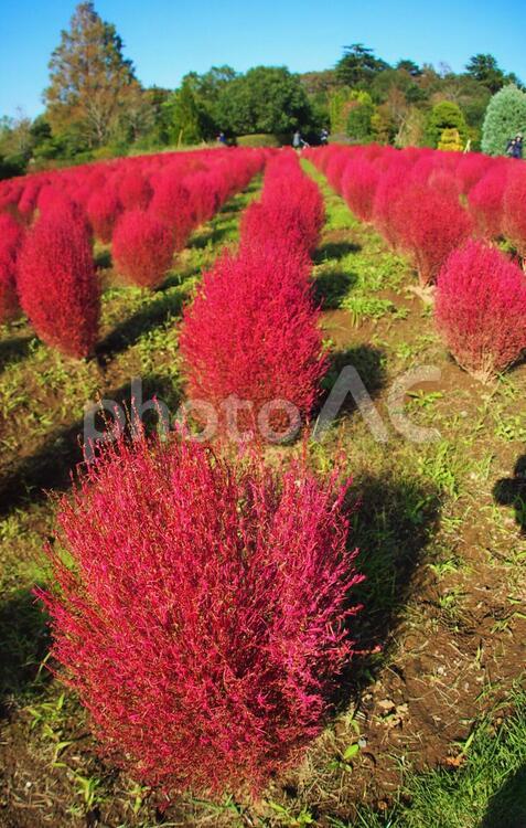 秋空とコキアの花畑 コキア,紅葉,秋の写真素材
