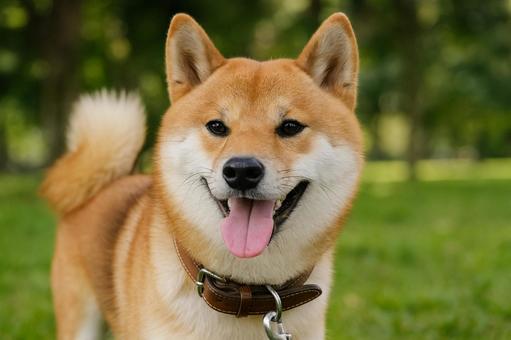 公園でリラックスする柴犬 公園でリラックスする柴犬の写真