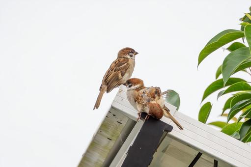 スズメの若鳥⑺ スズメの若鳥⑺の写真
