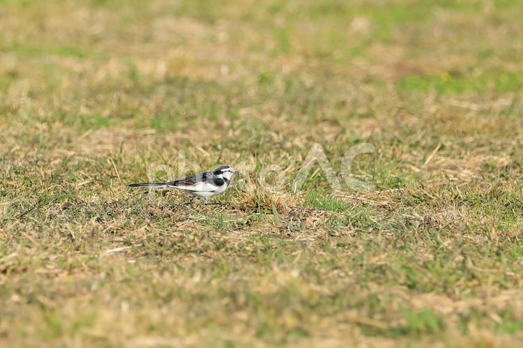 芝の上を歩くハクセキレイ ハクセキレイ,かわいい,野鳥の写真素材