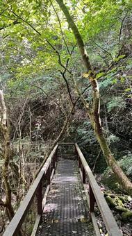 みたらい渓谷のハイキングコース みたらい渓谷,ハイキング,天川村の写真素材