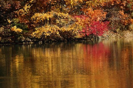 色彩の水面 水面,池,池面の写真素材