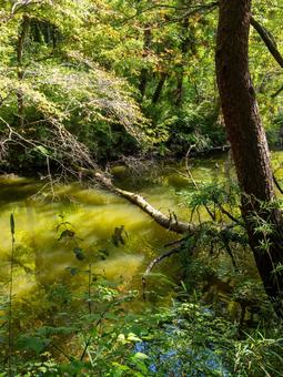 与兵衛沼の風景⒂ 与兵衛沼の風景⒂ 沼,与兵衛沼,仙台藩士鈴木与兵衛の写真素材