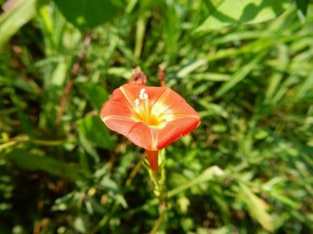 【花の写真】 マルバルコウソウ 【花の写真】 マルバルコウソウ マルバルコウソウ,丸葉縷紅草,花の写真素材