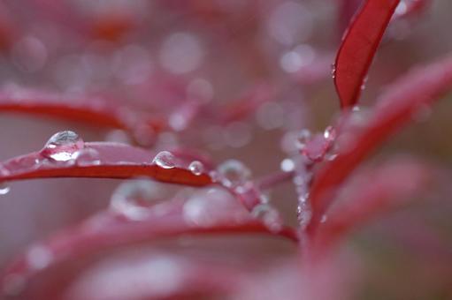 雨上がり 雨上がりの写真