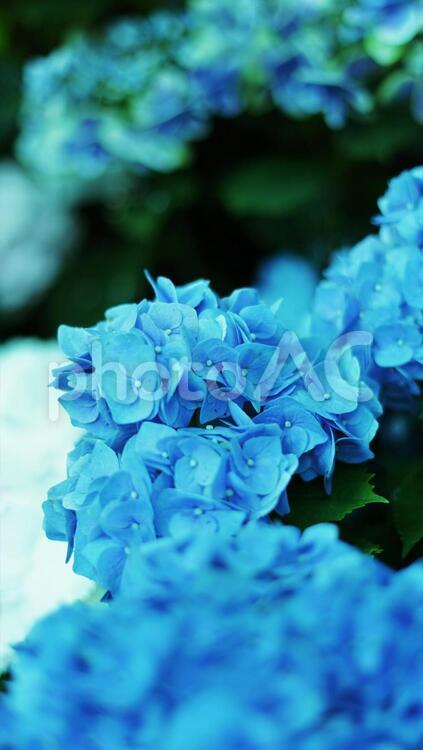 青いアジサイのたくさん植わった紫陽花園 花,植える,自然の写真素材
