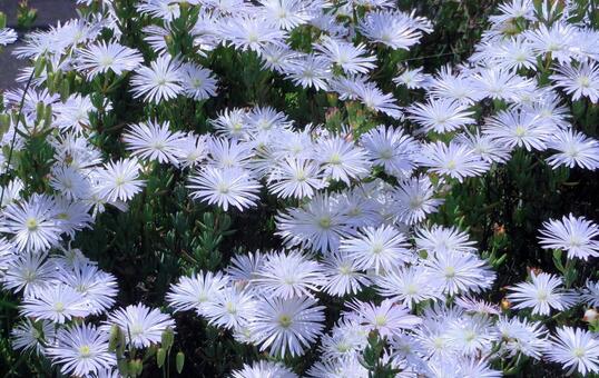 陽光にキラキラ光る純白のマツバギク マツバギク,キク科,花の写真素材