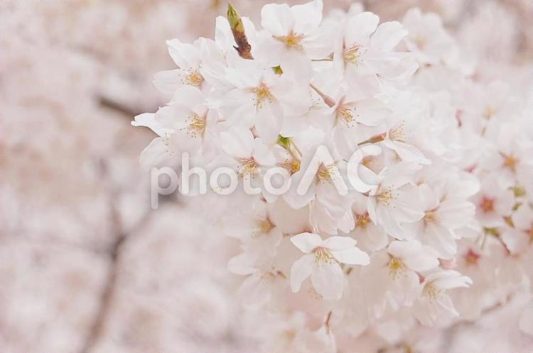 ふんわりピンクの満開の桜 桜,春,さくらの写真素材