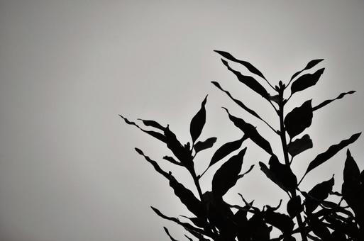 モノクロな空と葉 モノクロな空と葉の写真