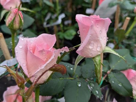 薔薇の蕾です 薔薇の蕾ですの写真