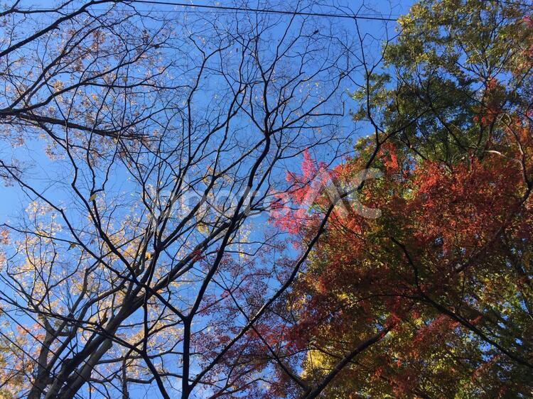 秋の風景　紅葉 もみじ,モミジ,赤いの写真素材