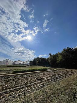 田舎の午後 夕方,シルエット,冬空の写真素材