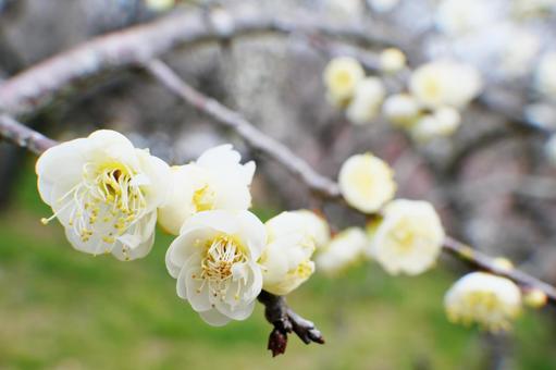 梅の花 梅の花の写真
