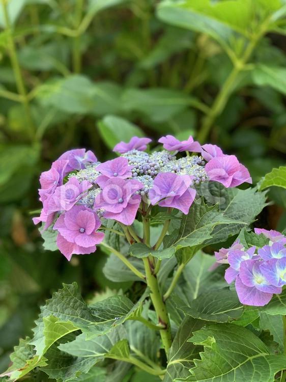 ピンクのガクアジサイ アジサイ,紫陽花,植物の写真素材